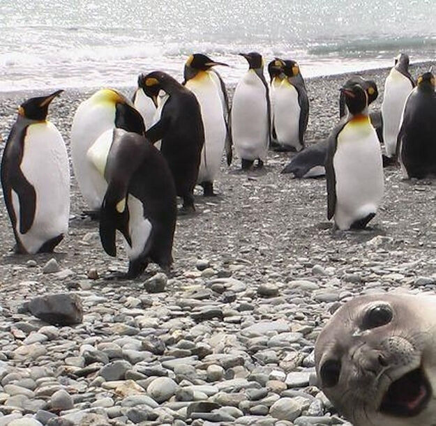 dieren-die-photobomben18