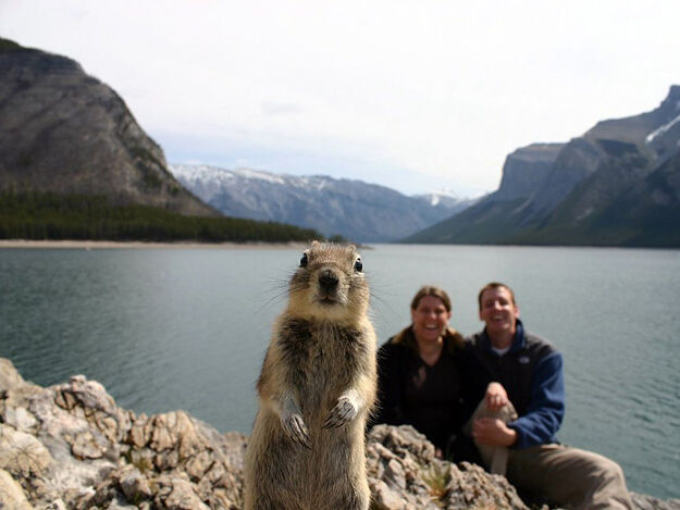 dieren-die-photobomben19