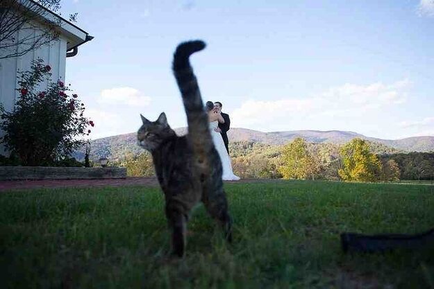 dieren-die-photobomben27