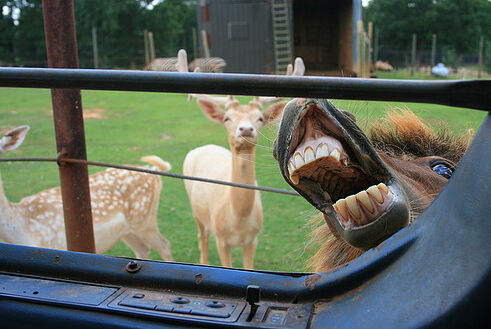 dieren-die-photobomben31