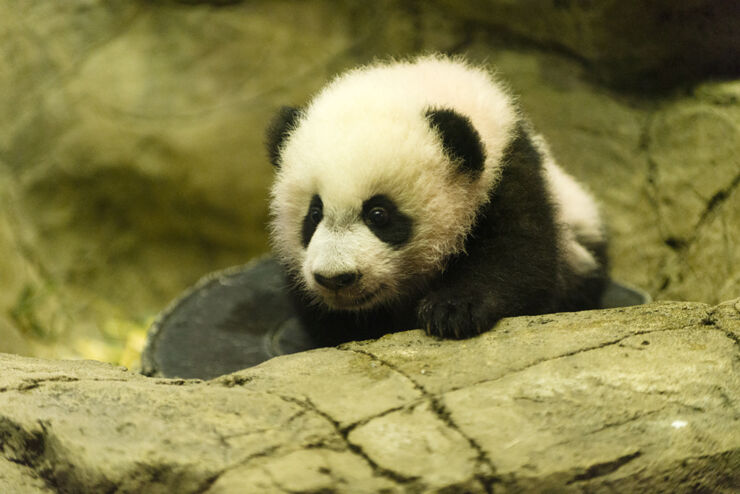 12162015-panda3