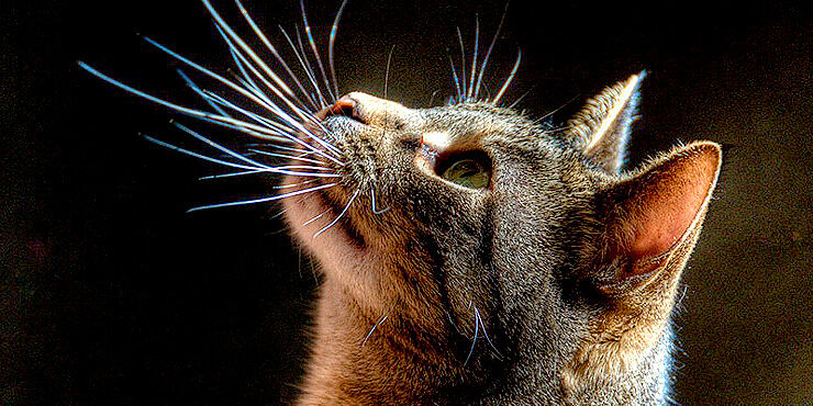 cats-whiskers-740x370