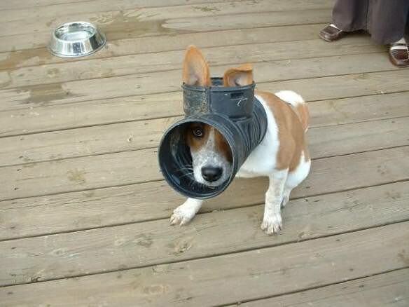 Dog-with-its-head-stuck-in-a-drain-pipe