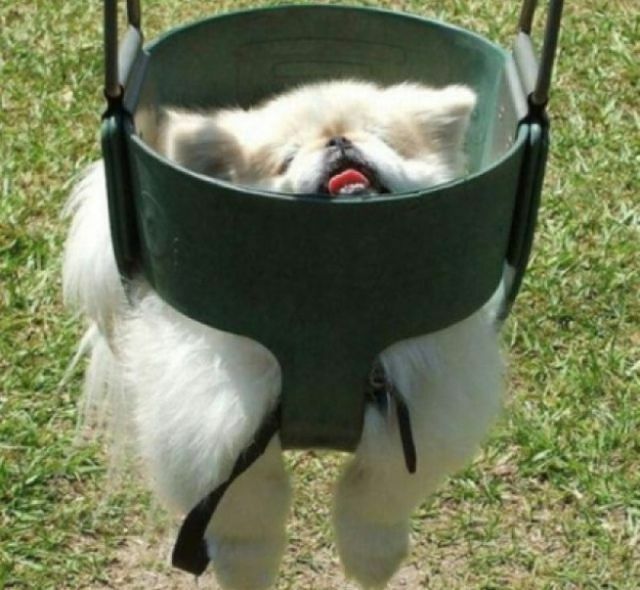 Dogs-stuck-in-various-things1