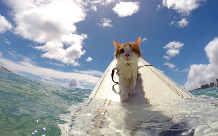 Kuli One Eyed Surfing Cat 02.
