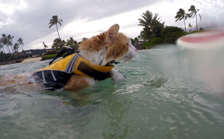 hawaii surfing 01.