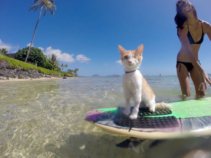hawaii surfing 02.