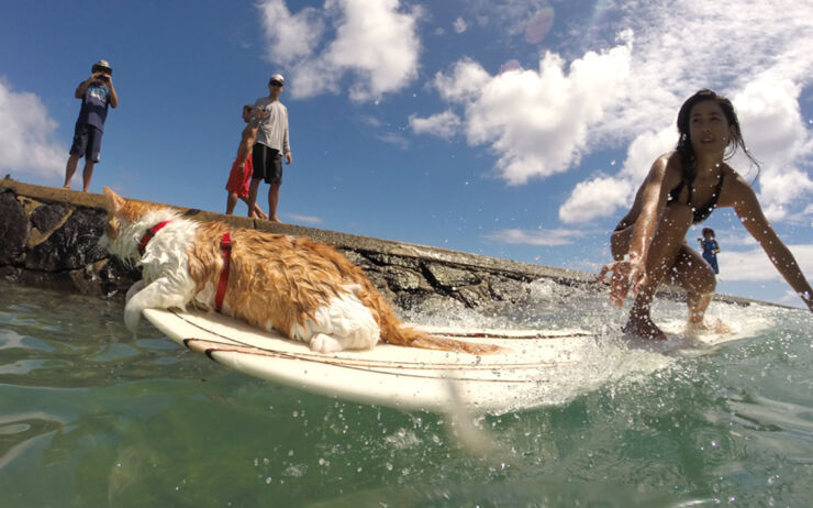 hawaii surfing 03.