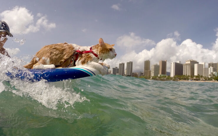 Kuli One Eyed Surfing Cat 01.