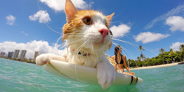 Kuli One Eyed Surfing Cat.