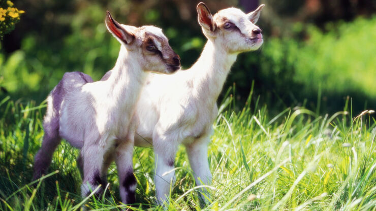 baby-goats