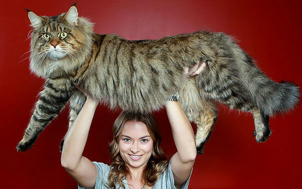 maine-coon-cats45