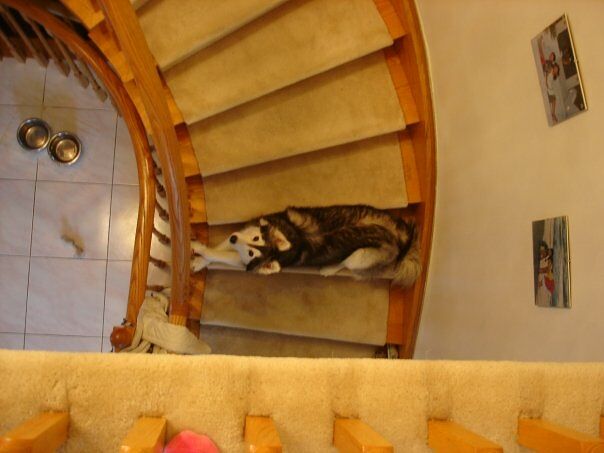 Siberian Husky Raised By Cats 03.