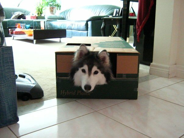 Siberian Husky Raised By Cats 07.