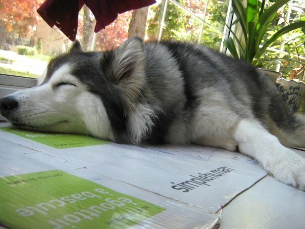 Siberian Husky Raised By Cats 10.