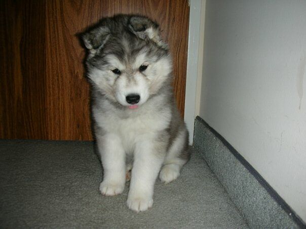 alaskan malamute 02.