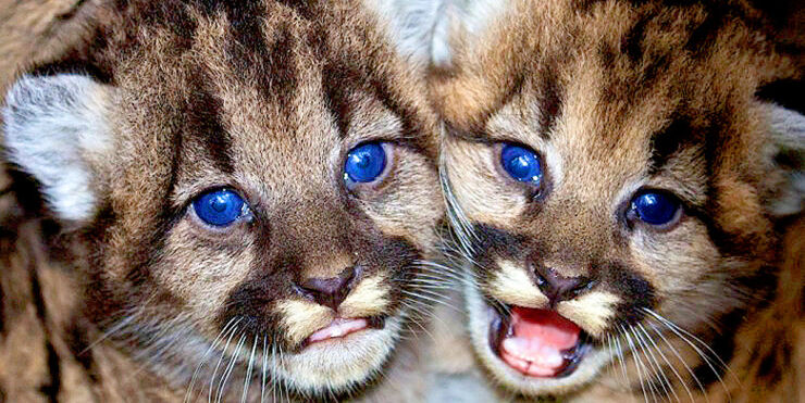mountain lion cubs 02.
