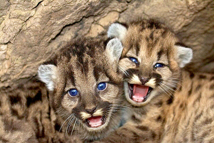 mountain lion cubs 01.