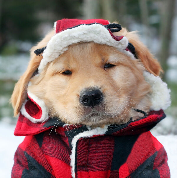 snow jackets for dogs        <h3 class=