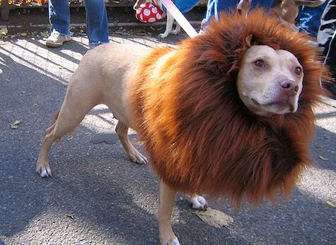 Dog-wearing-a-lions-mane