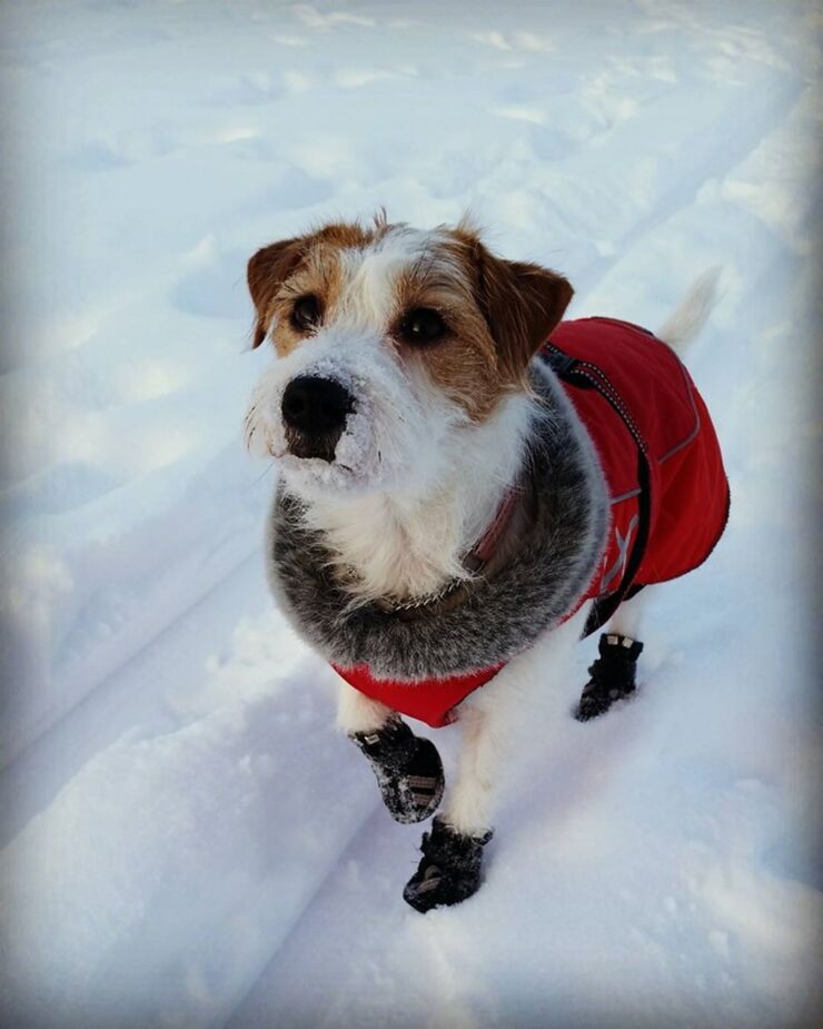 Dogs Dressed Up In Snow Clothes For Winter Are Adorable