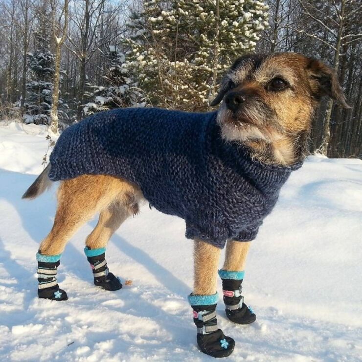 Dogs Dressed Up In Snow Clothes For Winter Are Adorable