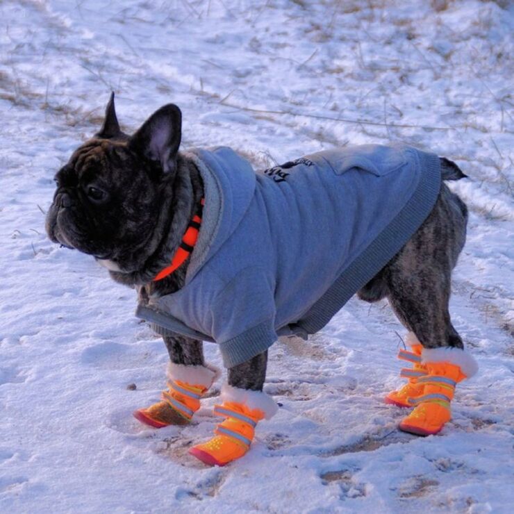 Dogs Dressed Up In Snow Clothes For Winter Are Adorable