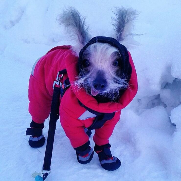 Dogs Dressed Up In Snow Clothes For Winter Are Adorable