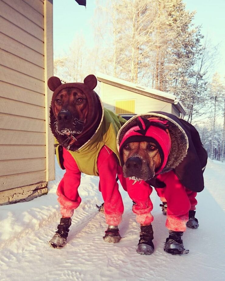 Dogs Dressed Up In Snow Clothes For Winter Are Adorable