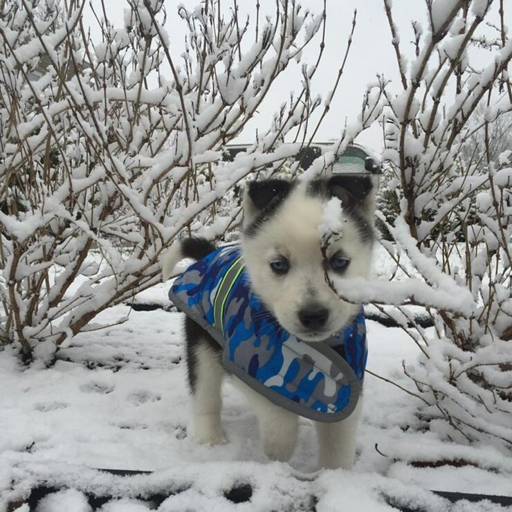 Dogs Dressed Up In Snow Clothes For Winter Are Adorable