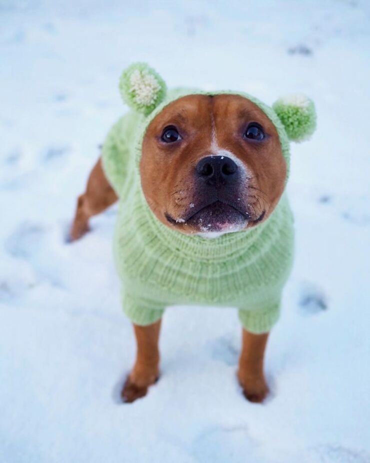 Dogs Dressed Up In Snow Clothes For Winter Are Adorable