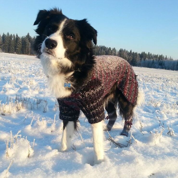 Dogs Dressed Up In Snow Clothes 01.