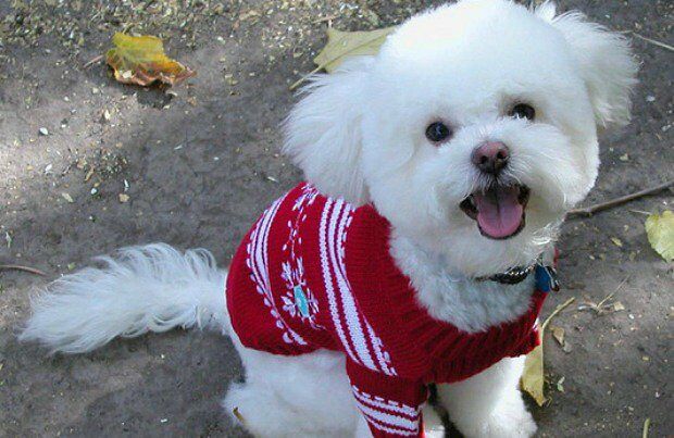 white-dog-sweater