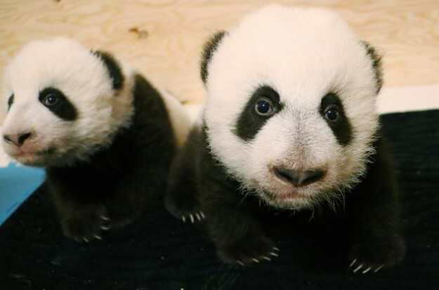 baby-giant-pandas-at-the-100-day-mark-are-pictured-in-this-u1