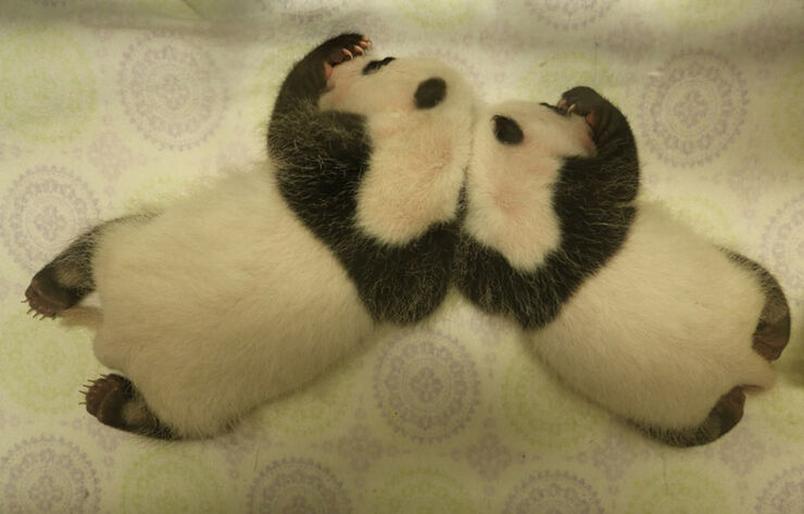 Toronto-Zoo-Giant-Panda-Cubs-at-One-Month