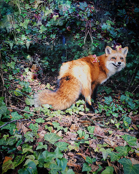 Juniper The Adorable Pet Fox 01.