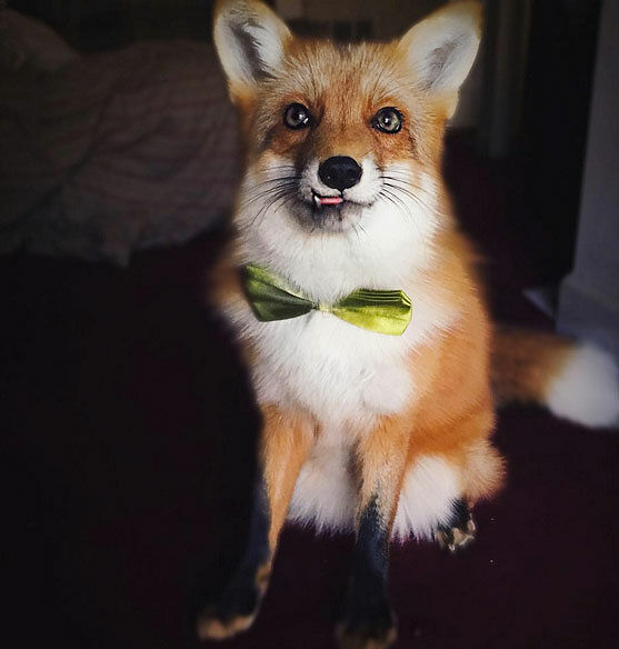 Juniper The Adorable Pet Fox 02.