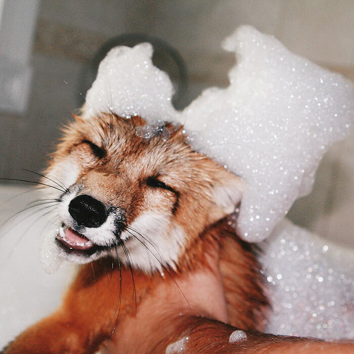 juniper-fox-happiest-instagram-7
