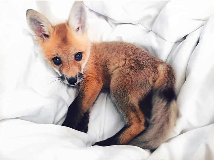 juniper-fox-happiest-instagram-18