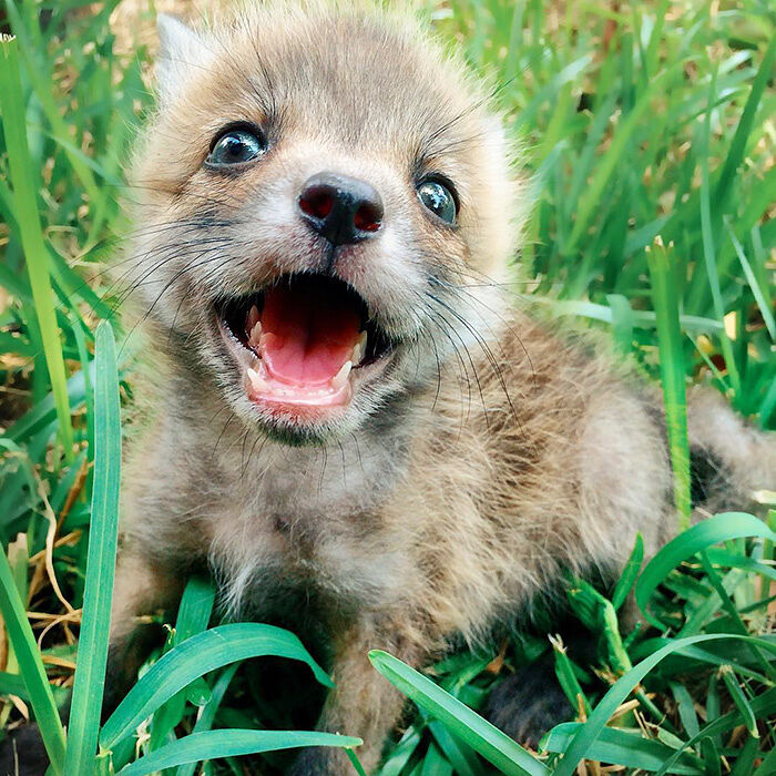 juniper-fox-happiest-instagram-19