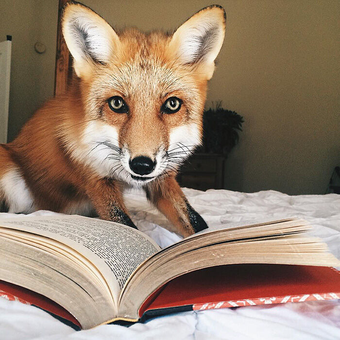 juniper-fox-happiest-instagram-22