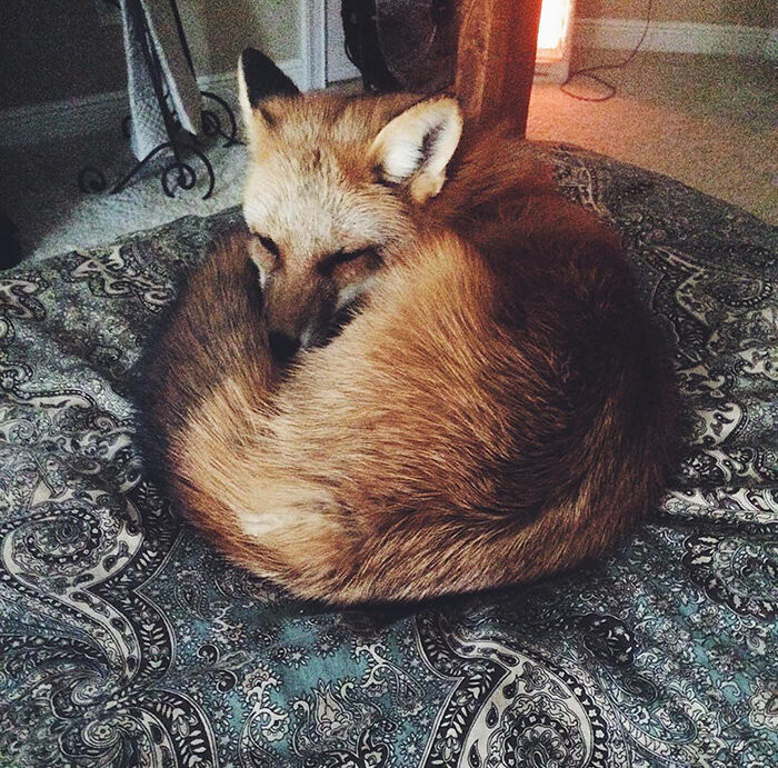 juniper-fox-happiest-instagram-28