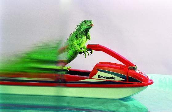 cecil_water_ski_by_henry_lizardlover