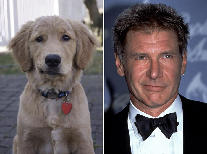 celebrity-look-alikes-animals-471__700