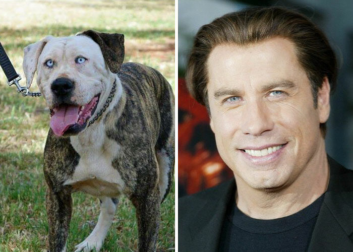 celebrity-look-alikes-animals-521__700