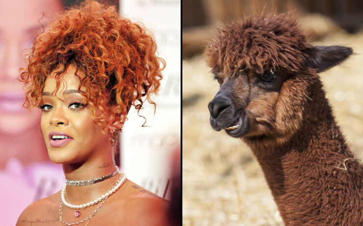 rihanna-lookalikes_3553328k