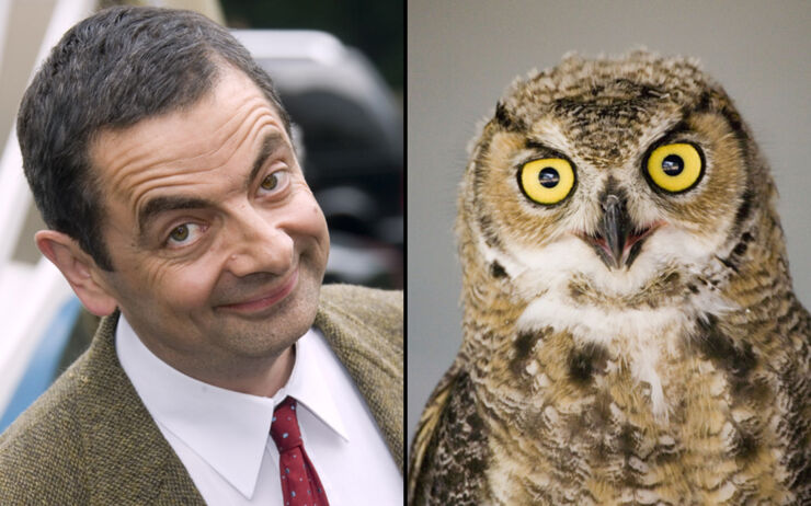 rowan-atkinson-owl_3553318k