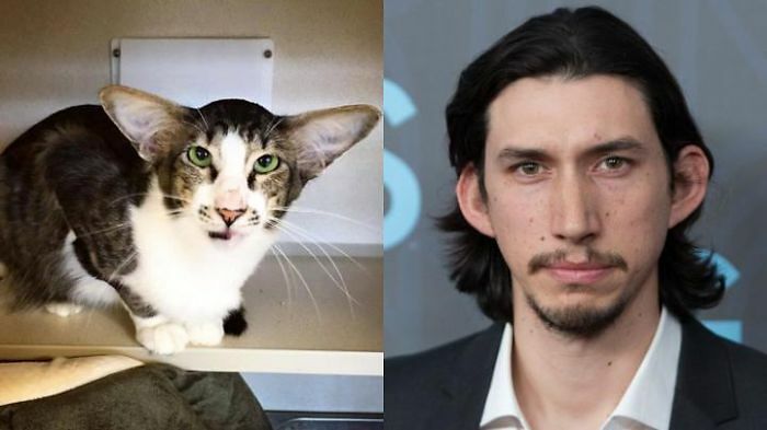 AdamDriverCat-large__700