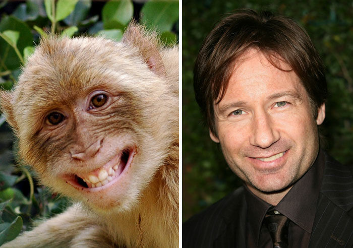 celebrity-look-alikes-animals-421__700