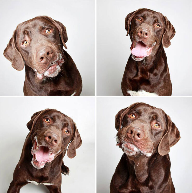 adopted-dog-teton-pitbull-humane-society-utah-10
